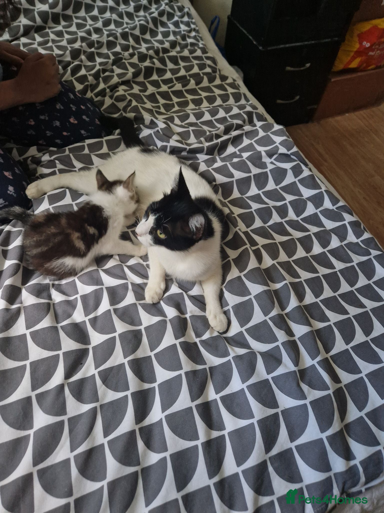 Mixed Breed cats Beautiful male kitten for sale  - Advert 1