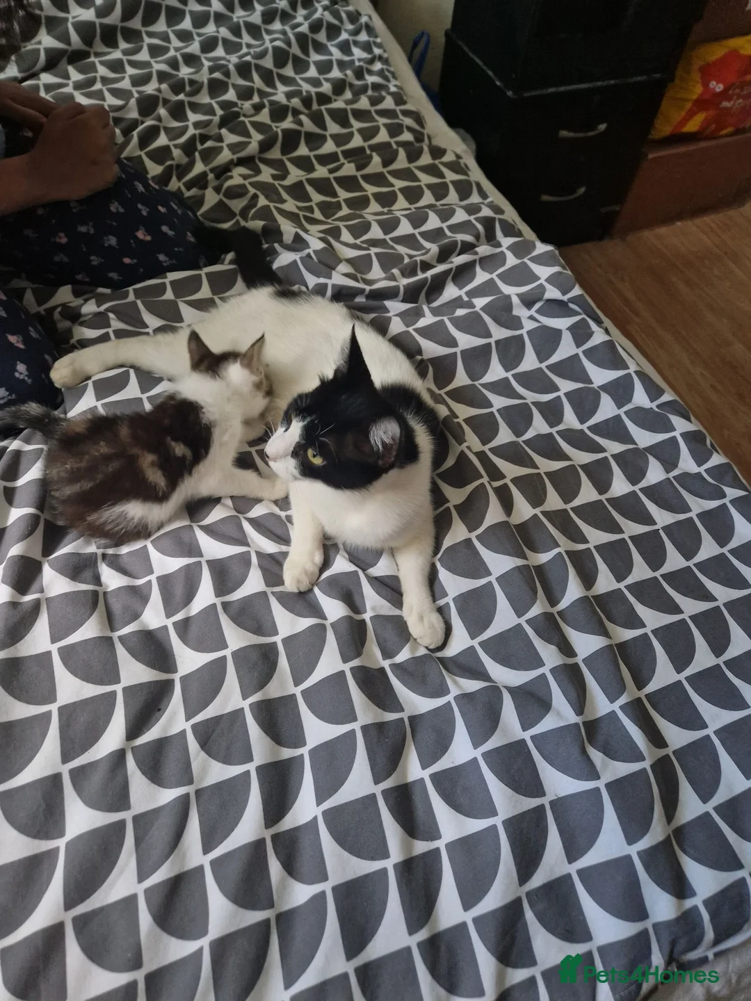 Mixed Breed cats for sale: Beautiful male kitten for sale  - Advert 1