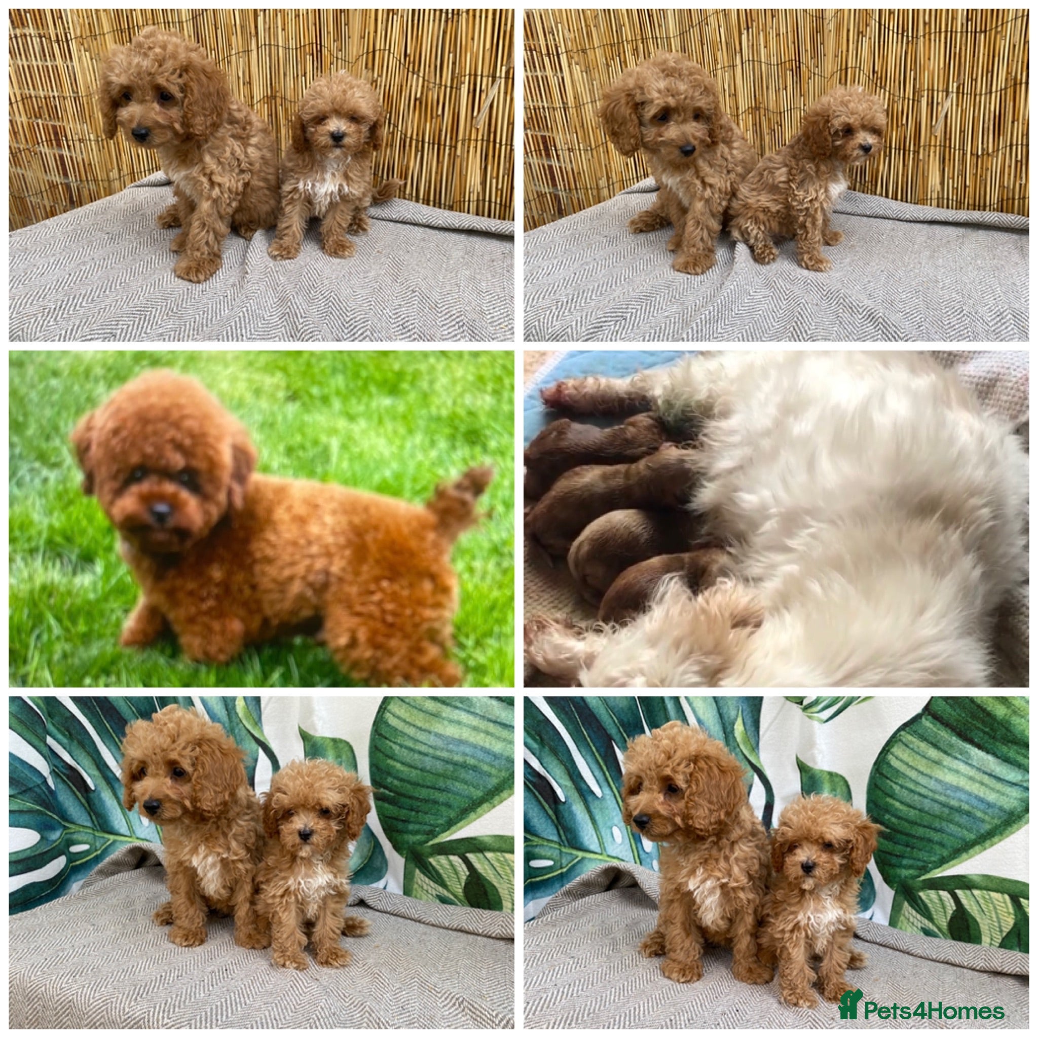 Maltipoo dogs RARE Tiny F1B Asian maltipoo puppies - Advert 6