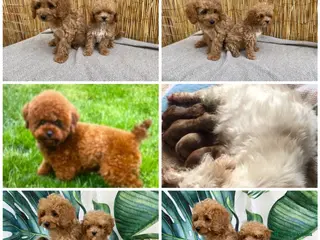 Maltipoo dogs RARE Tiny F1B Asian maltipoo puppies - Advert 6