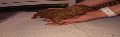 Miniature Dachshund Puppy 5