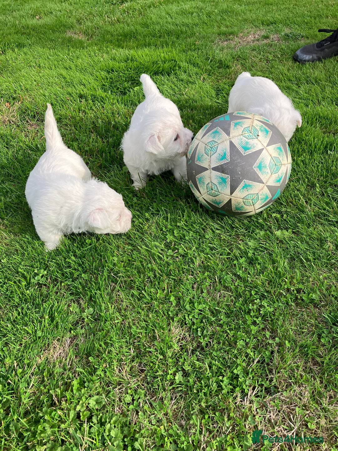 West Highland Terrier dogs for sale: GORGEOUS West Highland puppies - Image 7
