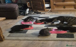 Mixed Breed cats for sale: 5 kitterns  - Image 1
