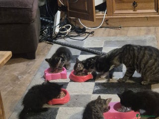 Mixed Breed cats - Advert 33