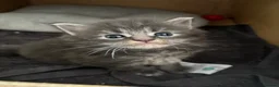 Maine Coon cats for sale: 🩶 Stunning Maine Coon Kittens 💕 - Advert 1