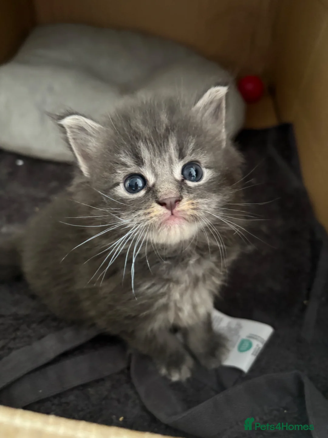 Maine Coon cats for sale: 🩶 Stunning Maine Coon Kittens 💕 - Advert 1