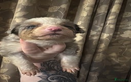 Border Collie dogs for sale: Merle border collies - Advert 13