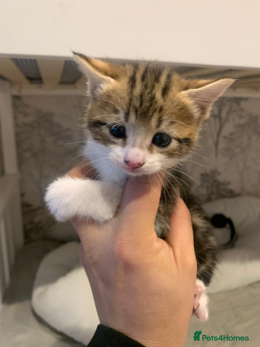 Mixed Breed cats for sale: 4 beautiful tabby kittens - Advert 5