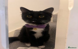 Siamese cats for sale: Female tuxedo cat - Image 1