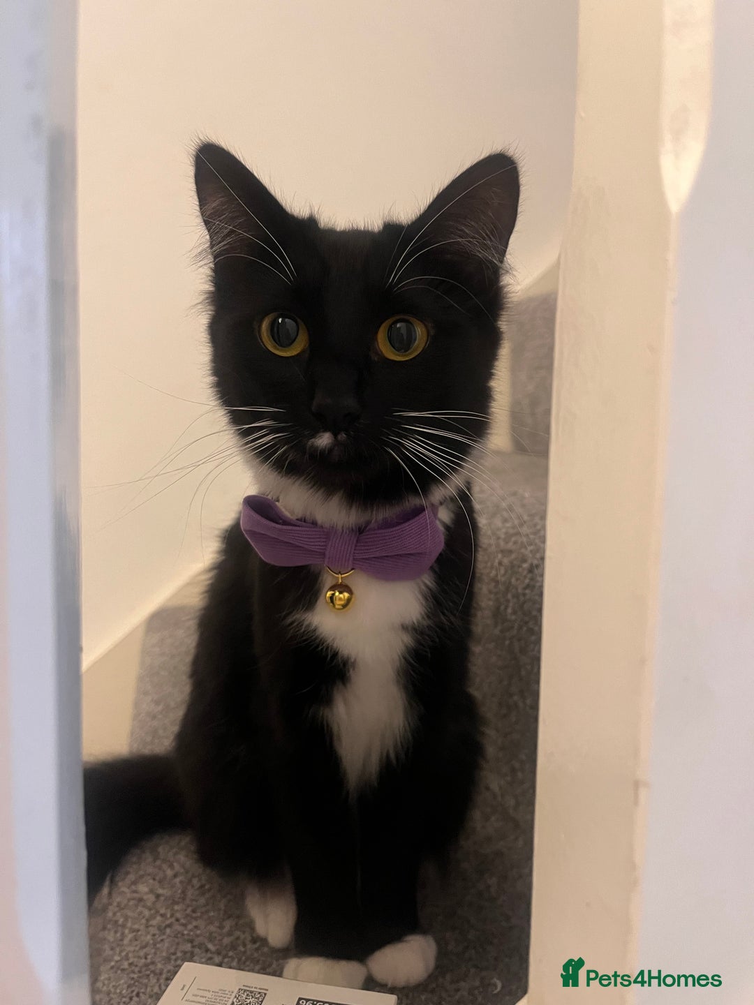 Siamese cats for sale: Female tuxedo cat - Image 1