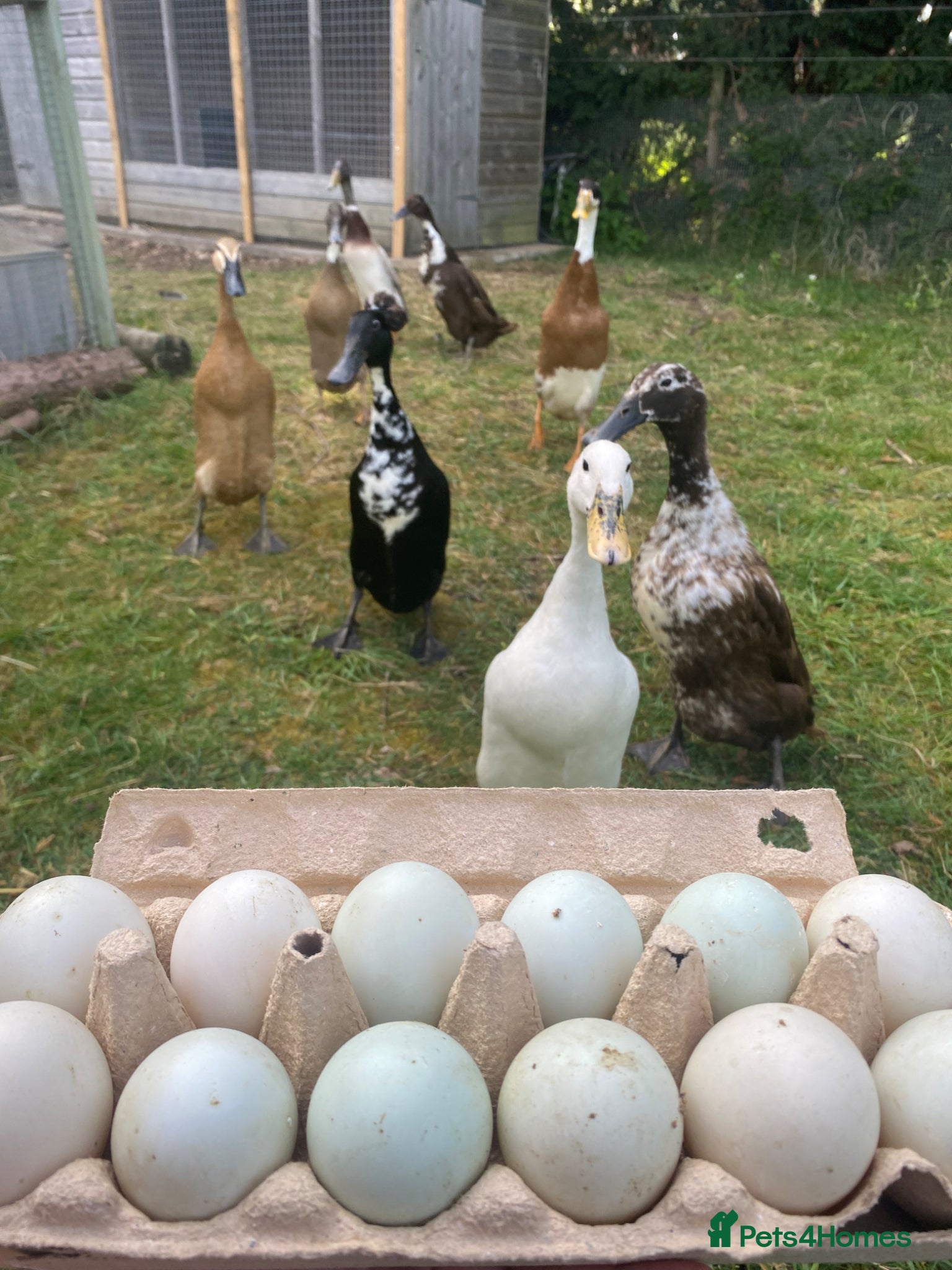Ducks poultry Pure Indian Runner Ducklings + Fertile Eggs - Advert 3