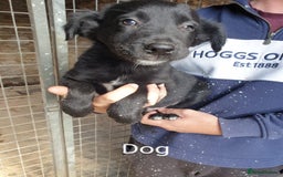 Border Collie dogs for sale: Beautiful border collie puppies  - Image 8