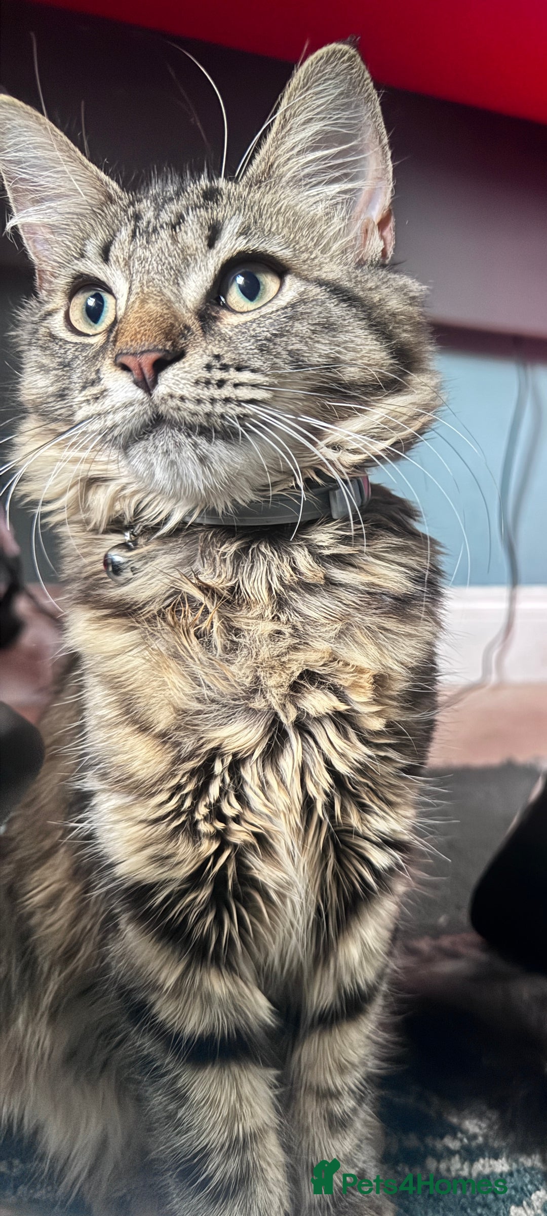 Mixed Breed cats for sale: Mixed breed 6 months old female kitten   - Advert 2