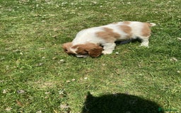 Cavalier King Charles Spaniel dogs for sale: Ready now, cavalier King Charles pups - Image 11