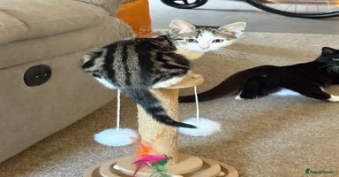 British Shorthair cats Beautiful cute British shorthair kittens for sale  - Advert 12