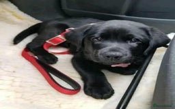 Labrador Retriever dogs for sale: !Stunning pure bred labrador pups - Image 5