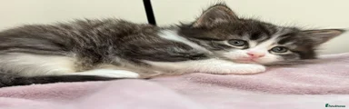 Mixed Breed Kitten 4