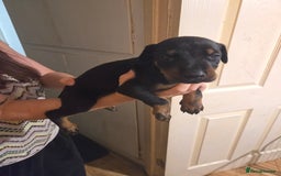 Dobermann dogs for sale: Kennel club registered Doberman puppies. - Image 8
