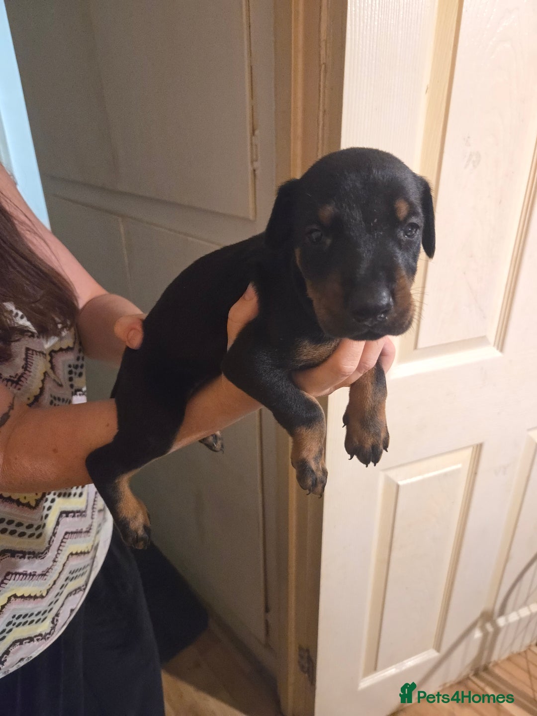 Dobermann dogs for sale: Kennel club registered Doberman puppies. - Image 8