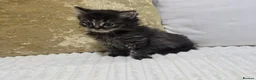 Domestic Shorthair cats for sale: Beautiful Litter of 8 Kittens –5 Females & 3 Males - Advert 24