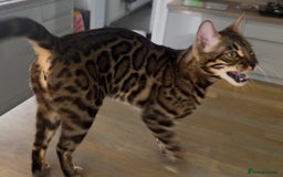 Bengal cats for sale: Intensively socialised bengal kittens - lap cats! in Scunthorpe - Image 2