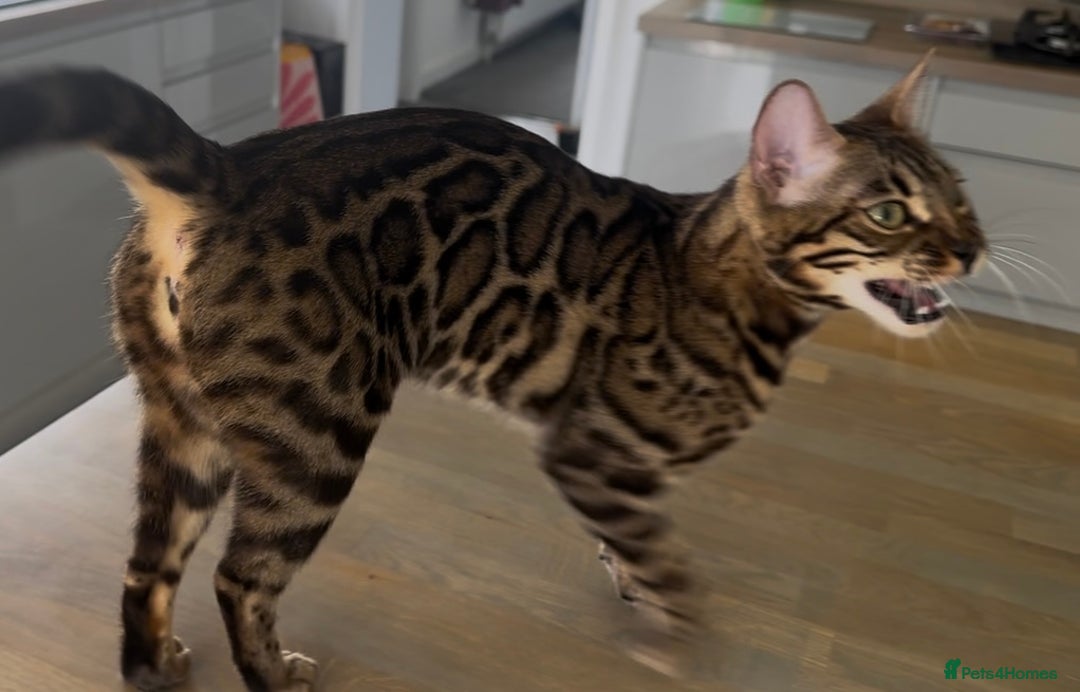 Bengal cats for sale: Intensively socialised bengal kittens - lap cats! in Scunthorpe - Image 2