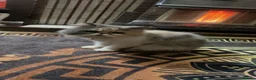 Persian cats for sale: Persian cat  - Advert 7