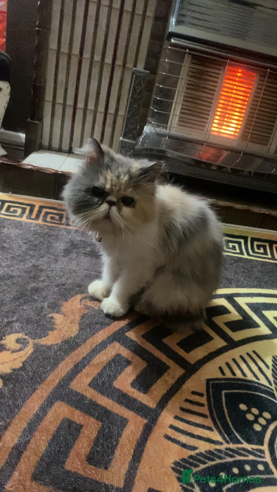 Persian cats for sale: Persian cat  - Advert 7