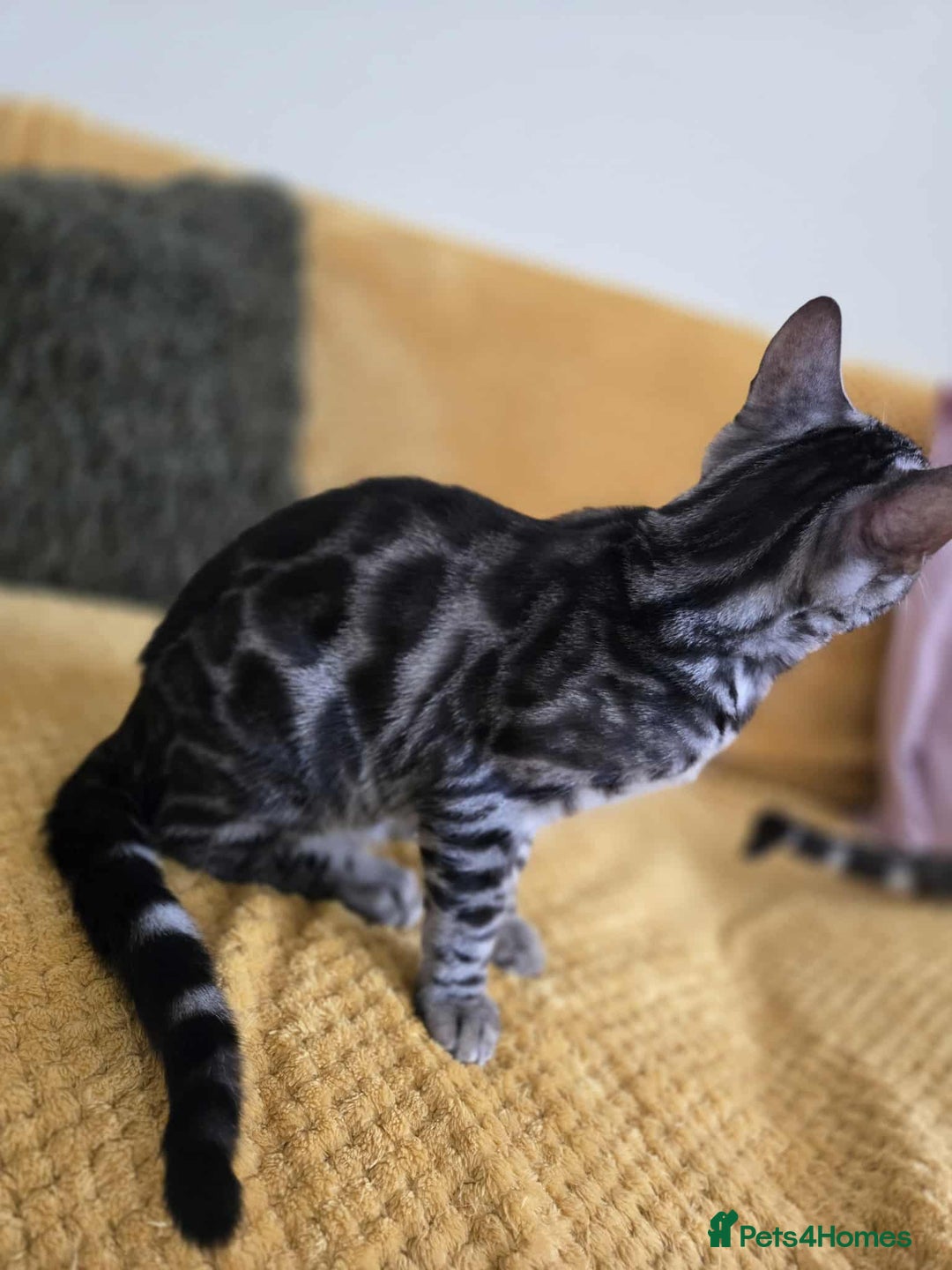 Bengal cats for sale: TICA REG 💕 2 Beautiful bengal boys  - Image 22