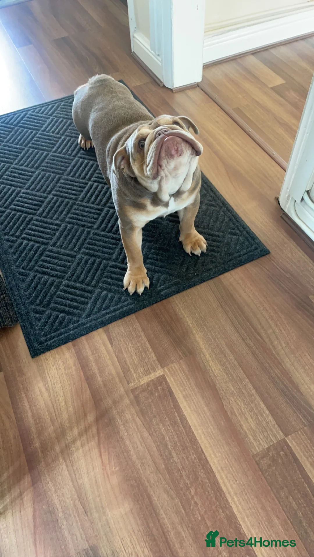 English Bulldog dogs for sale: English bulldog  in Flint - Advert 8