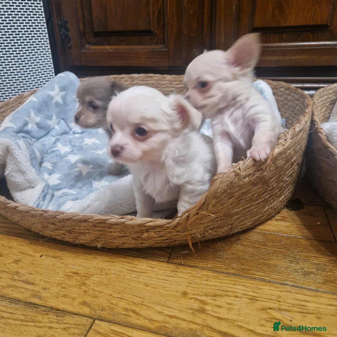 Chihuahua dogs for sale: Long coat chihuahua puppies - Advert 8