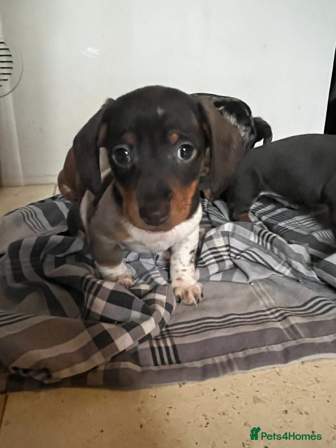 Miniature Dachshund dogs for sale: 💞Ready now Miniature dachshund 💞 - Advert 26