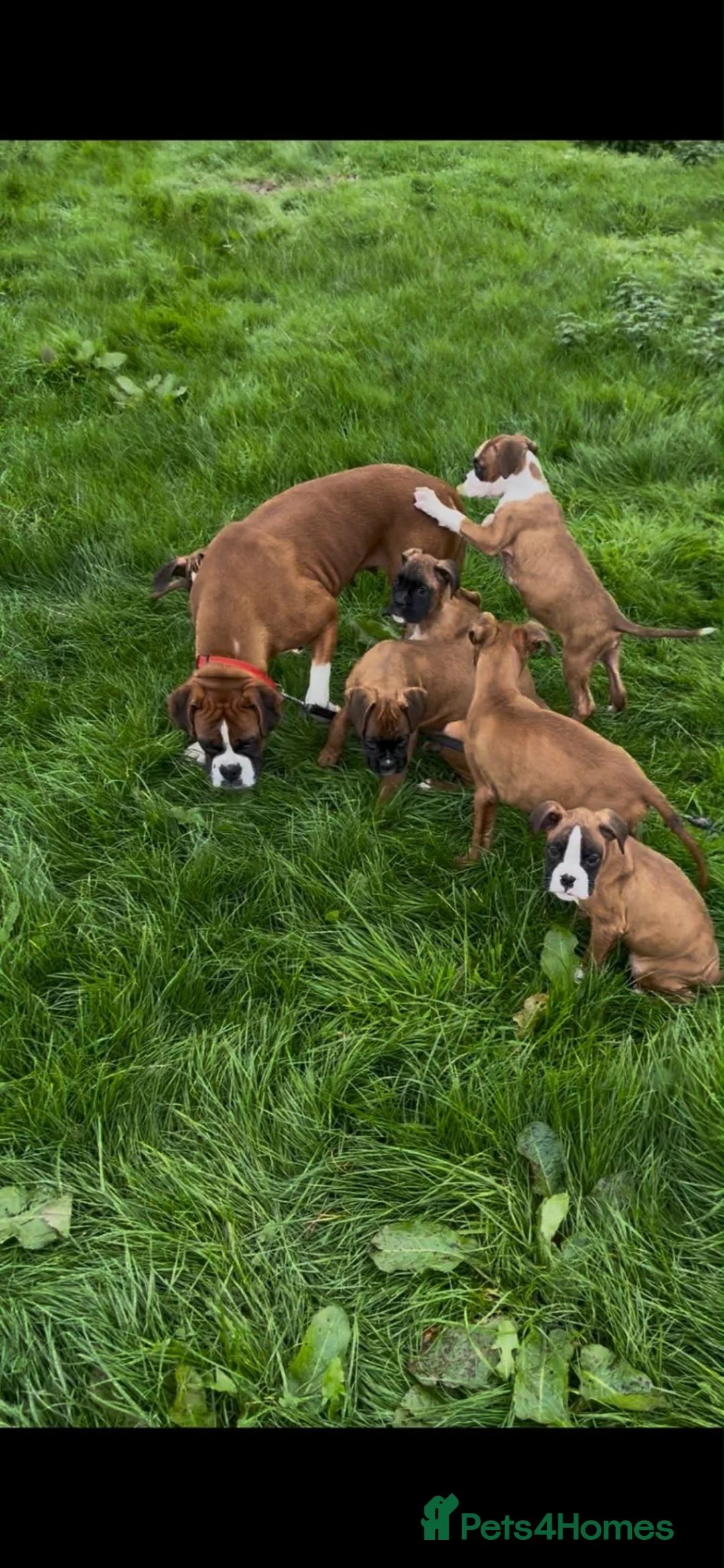 Boxer dogs for sale: Beautiful boxer puppies for sale.  in Londonderry - Advert 1