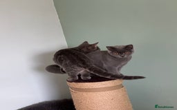 Domestic Shorthair cats for sale: 4 Adorable Kittens Ready for their Forever Homes! - Image 10