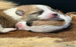 Welsh Corgi Pembroke dogs for sale: Top Pembrokeshire corgis fab Health & temprement  - Image 2