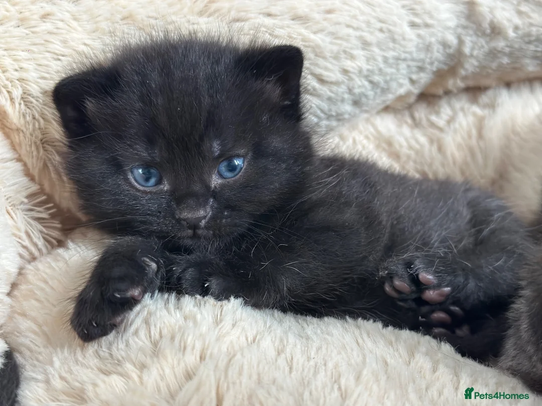 British Shorthair cats for sale: 🐾Beautiful Black British Shorthair Cross Kittens in Letchworth Garden City - Advert 1