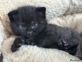 British Shorthair cats 🐾Beautiful Black British Shorthair Cross Kittens - Advert 1