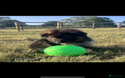 German Shepherd dogs for sale: German Shepherds looking for new homes  - Image 5