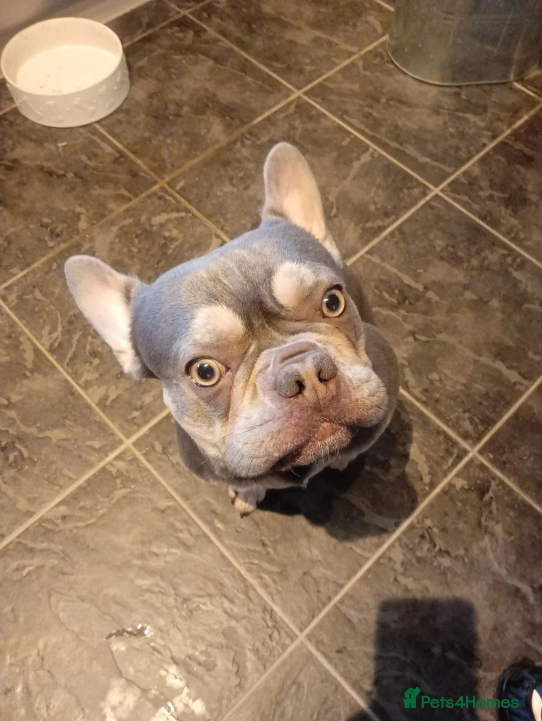 French Bulldog dogs for sale: Hugo french bulldog - Advert 2