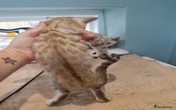 Bengal cats for sale: Tica RG Blue silver snows - Image 11