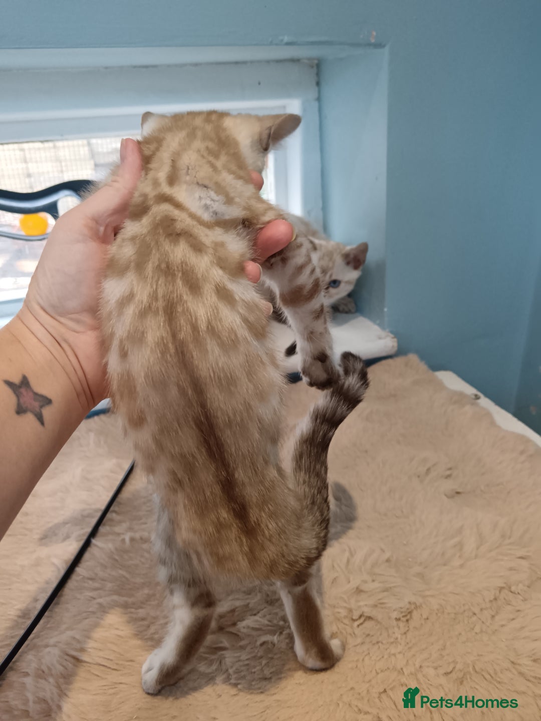 Bengal cats for sale: Tica RG Blue silver snows - Image 11