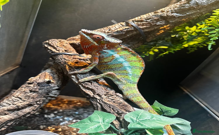 Chameleon reptiles - Advert 1