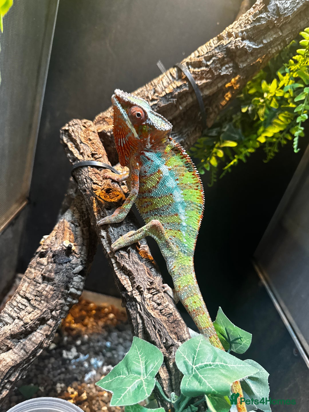 Chameleon reptiles for sale: Male panther chameleon with set up - Image 1