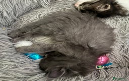 Domestic Shorthair cats for sale: 2 princes an 2 princess kittens  - Image 11