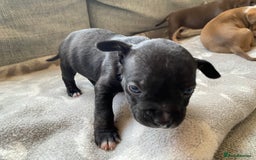 Mixed Breed dogs for sale: French bulldog x Staffordshire bull terrier - Image 27