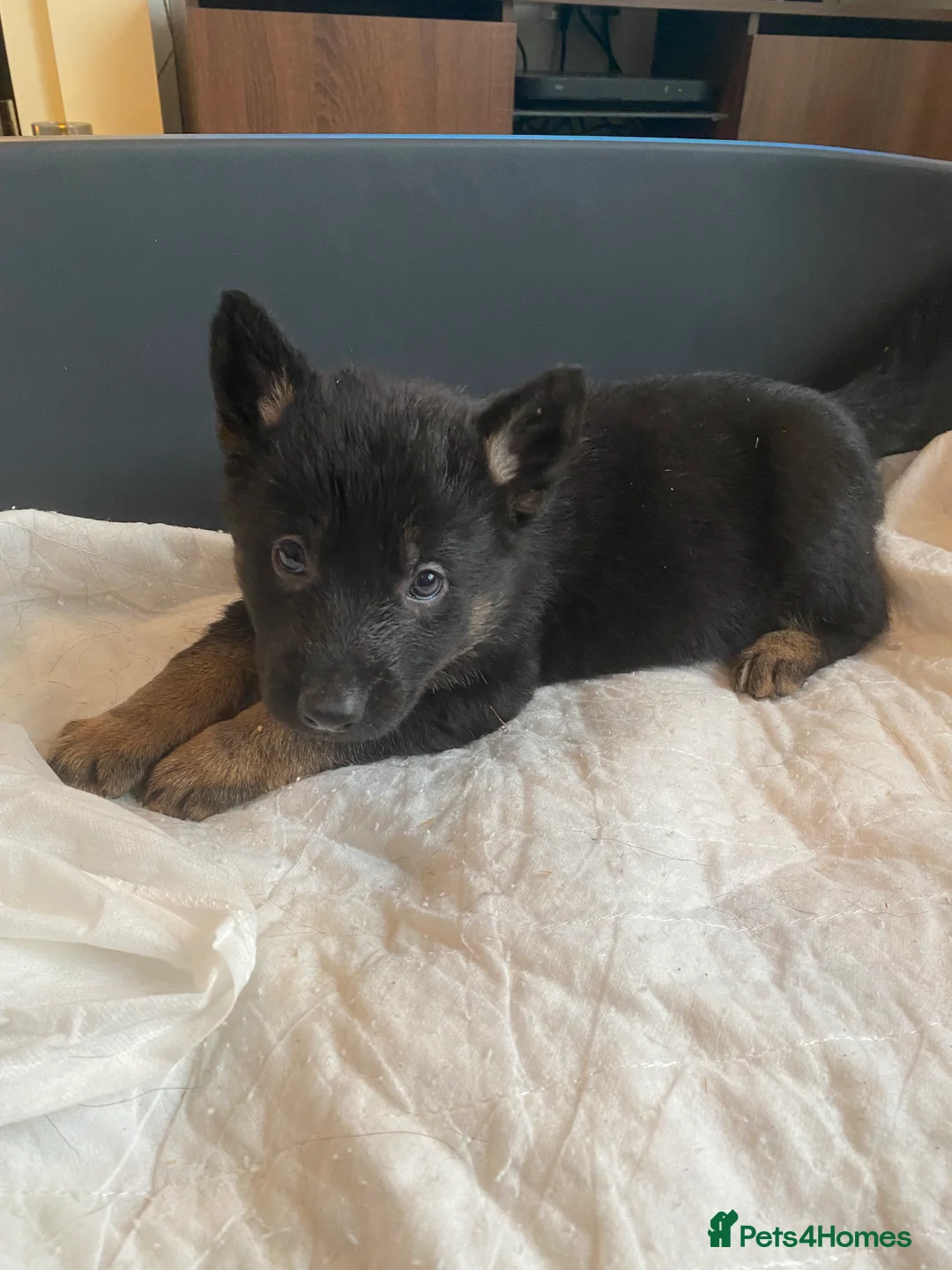 German Shepherd dogs for sale: German shepherd puppies  - Advert 39