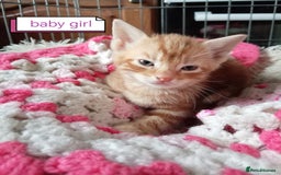 Mixed Breed cats for sale: Kittens gorgeous playful babys - Image 8