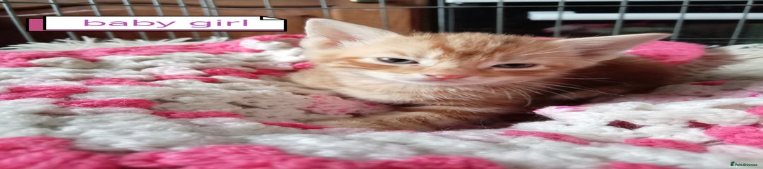 Mixed Breed Kitten 2