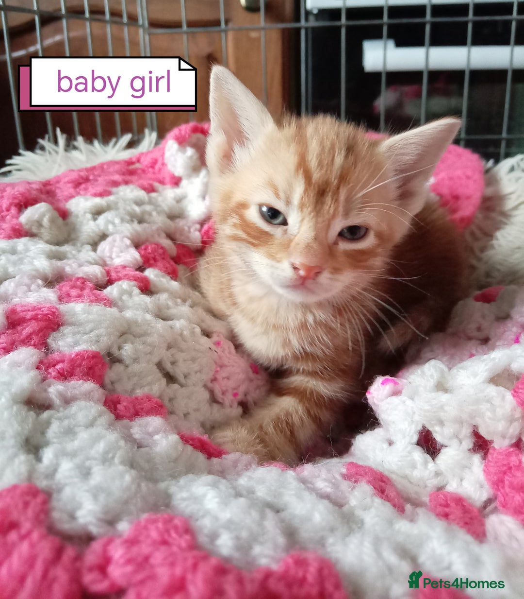 Mixed Breed cats for sale: Kittens gorgeous playful babys - Image 8