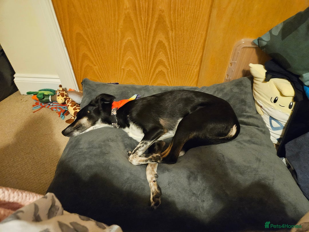 Mixed Breed dogs for sale: meet carly  - Image 4